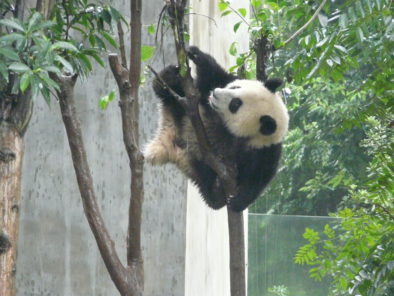 Sichuan panda