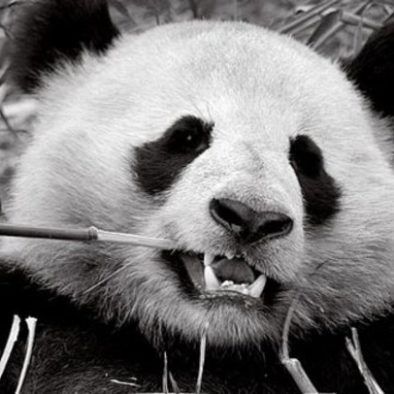Sichuan pandas